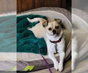 Puggle Dogs for adoption in Wichita, KS, USA