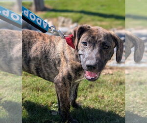 Black Mouth Cur-Labrador Retriever Mix Dogs for adoption in Chester, VA, USA