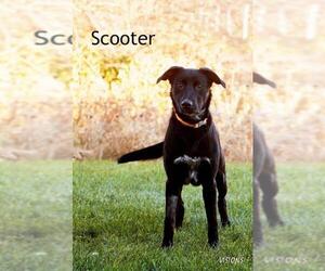 Labrador Retriever Dogs for adoption in CEDAR RAPIDS, IA, USA