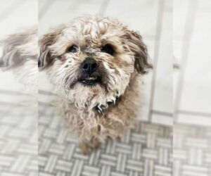 Maltese-Unknown Mix Dogs for adoption in Lakewood, CO, USA