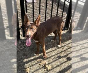 Mutt Dogs for adoption in Riverside, CA, USA