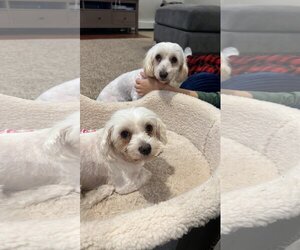 Maltese-Unknown Mix Dogs for adoption in Arlington, WA, USA
