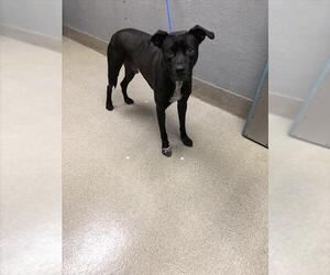 American Pit Bull Terrier-Unknown Mix Dogs for adoption in Las Vegas, NV, USA