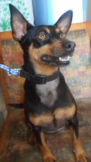 Miniature Pinscher Dogs for adoption in Yucaipa, CA, USA