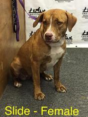 Medium Photo #1 Labrador Retriever-Unknown Mix Puppy For Sale in Waycross, GA, USA