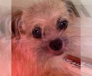 Brussels Griffon Dogs for adoption in Long Beach, CA, USA