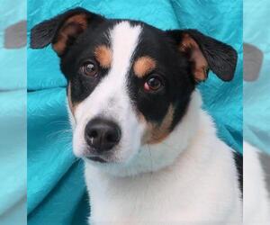 Corgi Basset Dogs for adoption in Cuba, NY, USA