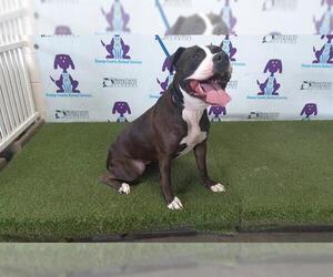 American Pit Bull Terrier Dogs for adoption in Orlando, FL, USA