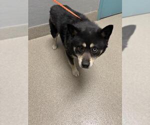 Chow Chow-Siberian Husky Mix Dogs for adoption in Las Vegas, NV, USA