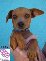 Chiweenie Dogs for adoption in Canutillo, TX, USA