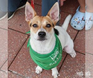Rat Terrier-Unknown Mix Dogs for adoption in Washington, DC, USA