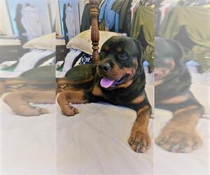 Rottweiler Dogs for adoption in Rowayton, CT, USA