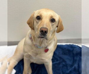 Mutt Dogs for adoption in Salt Lake City, UT, USA