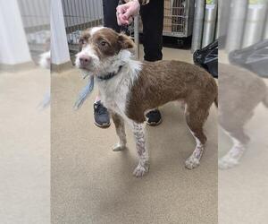 German Shorthaired Pointer-Unknown Mix Dogs for adoption in San Antonio, TX, USA