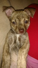 Medium Photo #1 Chihuahua Puppy For Sale in Akron, OH, USA