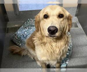 Golden Retriever Dogs for adoption in Orange, CA, USA