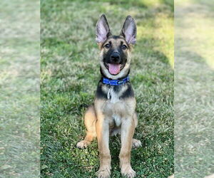 German Shepherd Dog-Unknown Mix Dogs for adoption in West Sacramento, CA, USA