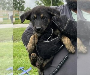 German Shepherd Dog Dogs for adoption in Houston, TX, USA