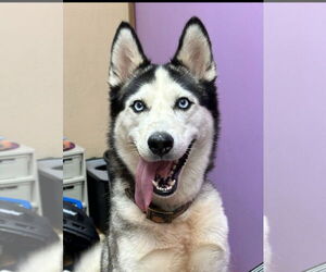 Siberian Husky Dogs for adoption in Bandera, TX, USA