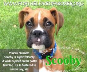 Boxer Dogs for adoption in Wallace, MI, USA