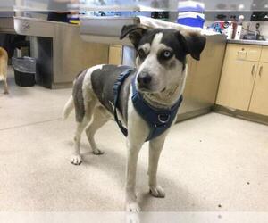 Siberian Husky-Unknown Mix Dogs for adoption in Riverside, CA, USA