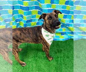 Mutt Dogs for adoption in Bryant, AR, USA