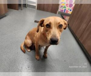 Rhodesian Ridgeback Dogs for adoption in Baytown, TX, USA