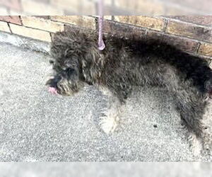 - Mix Dogs for adoption in Houston, TX, USA