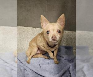 Chihuahua-Unknown Mix Dogs for adoption in Tallahassee, FL, USA