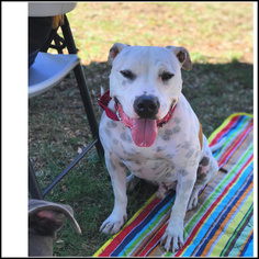 Small American Bulldog-American Staffordshire Terrier Mix