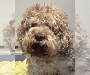 Cavalier King Charles Spaniel-Poodle (Standard) Mix Dogs for adoption in Oakland Park, FL, USA