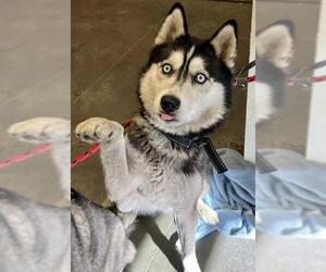 Siberian Husky Dogs for adoption in Santa Cruz, CA, USA