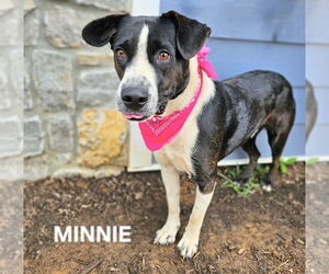 Border Collie-Unknown Mix Dogs for adoption in Maryville, TN, USA