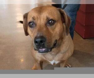 Black Mouth Cur Dogs for adoption in Houston, TX, USA