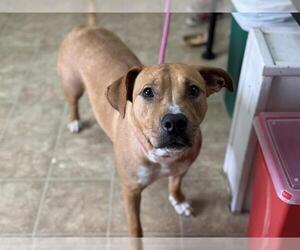 American Staffordshire Terrier-Unknown Mix Dogs for adoption in Raleigh, NC, USA