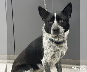 Mutt Dogs for adoption in Washington, DC, USA