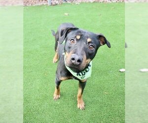 Rottweiler-Unknown Mix Dogs for adoption in Murfreesboro, TN, USA