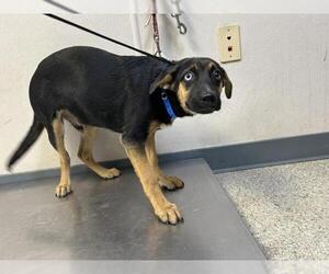 German Shepherd Dog-Unknown Mix Dogs for adoption in Visalia, CA, USA