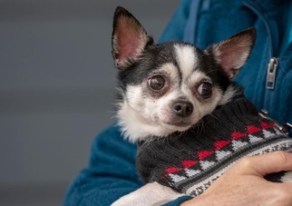 Chihuahua Dogs for adoption in Stephens City, VA, USA