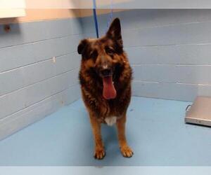 German Shepherd Dog Dogs for adoption in Moreno Valley, CA, USA