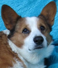 Pembroke Welsh Corgi Dogs for adoption in Cuba, NY, USA