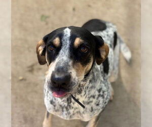 English Coonhound-Unknown Mix Dogs for adoption in Tulsa, OK, USA