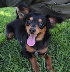 Papshund Dogs for adoption in Prosser, WA, USA