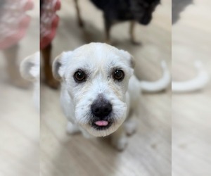 Mutt Dogs for adoption in Agoura Hills, CA, USA