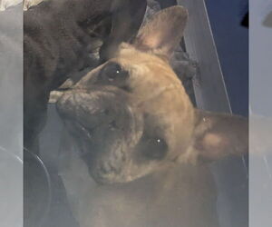 French Bulldog Dogs for adoption in Oakland Park, FL, USA
