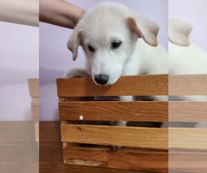 Mutt Dogs for adoption in The Woodlands, TX, USA