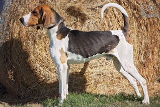 Treeing Walker Coonhound Dogs for adoption in Pryor, OK, USA