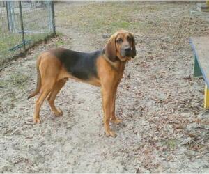 Bloodhound Dogs for adoption in Camden, SC, USA