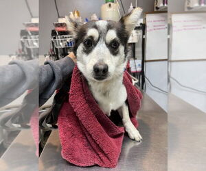Shiba Inu-Unknown Mix Dogs for adoption in Studio City, CA, USA