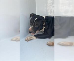 American Pit Bull Terrier Dogs for adoption in Houston, TX, USA